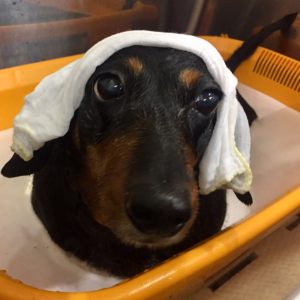お風呂ダックス