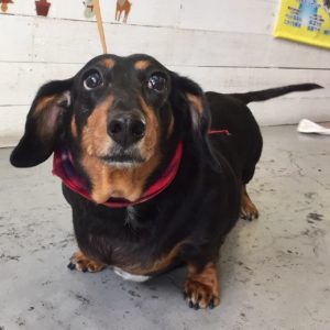 仕上がりダックス