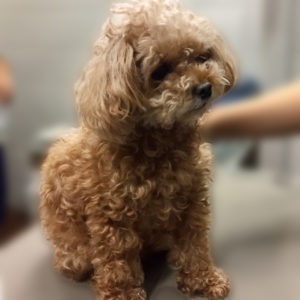 よろしくトイプー