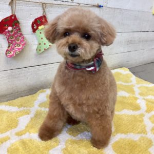 仕上がりトイプー