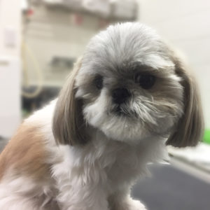 よろしくシーズー