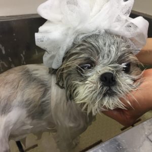 シャンプーシーズー