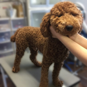 よろしくトイプー