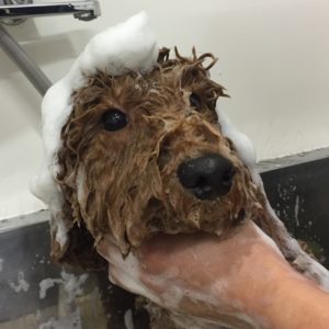 シャンプートイプー