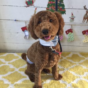 仕上がりトイプー