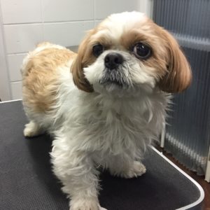 よろしくシーズー