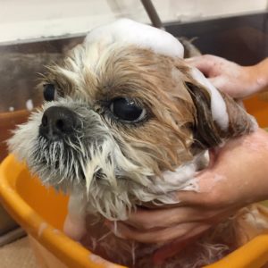 シャンプーシーズー