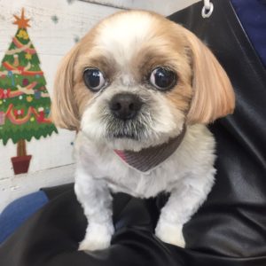 仕上がりシーズー