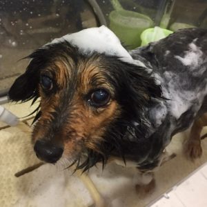 シャンプーミックス