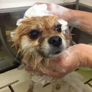 シャンプーポメ