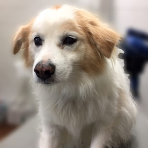 よろしくミックス