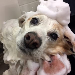 シャンプーミックス