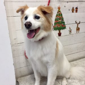 仕上がりミックス