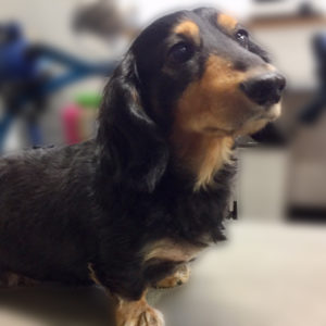 よろしくダックス