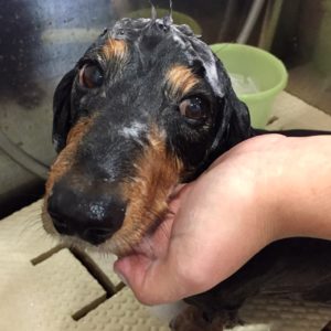 シャンプーダックス