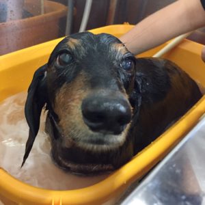 お風呂ダックス