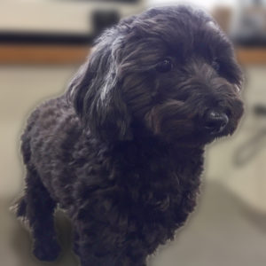 よろしくミックス