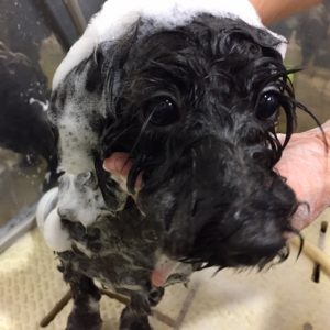 シャンプーミックス