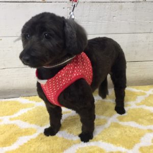 仕上がりミックス