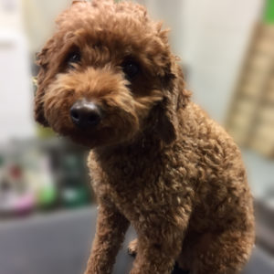 よろしくトイプー