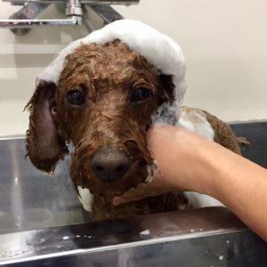 シャンプートイプー