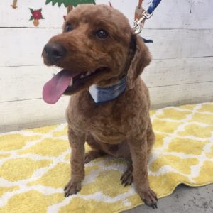 仕上がりトイプー