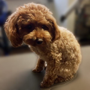 よろしくトイプー