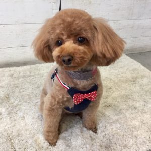 仕上がりトイプー