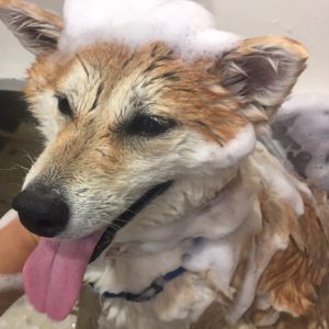 シャンプーしば