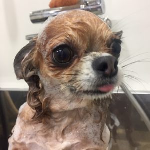 シャンプーチワワ
