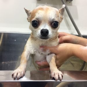 シャンプーチワワ