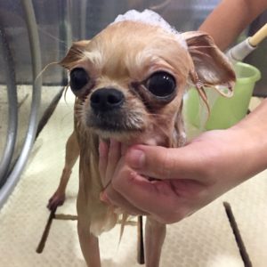 シャンプーチワワ