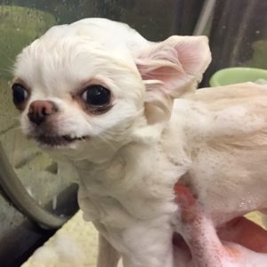 シャンプーチワワ