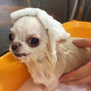 お風呂チワワ