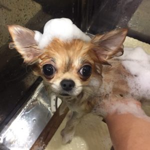 シャンプーチワワ