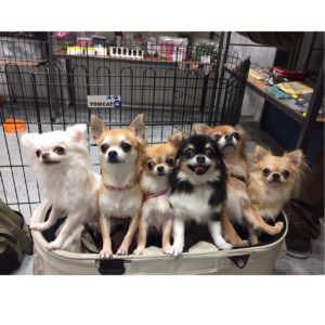 仕上がりチワワ