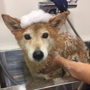 シャンプーミックス