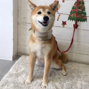 仕上がりミックス