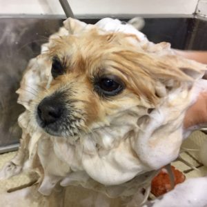 シャンプーポメ