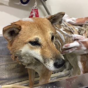 シャンプーしば