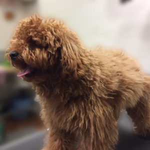 よろしくトイプー