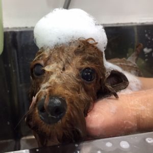 シャンプートイプー