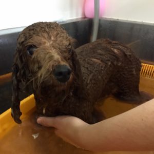 お風呂トイプー