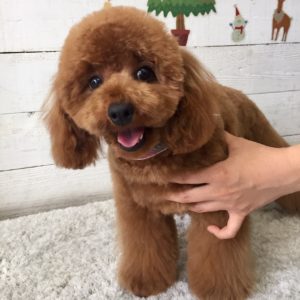 仕上がりトイプー