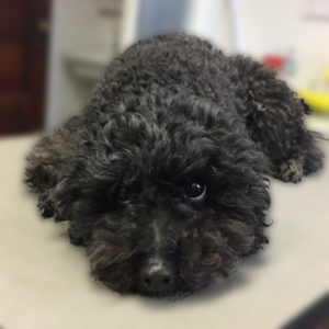 よろしくトイプー