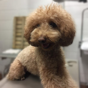 よろしくトイプー