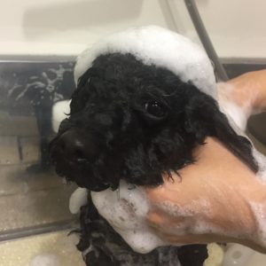 シャンプートイプー