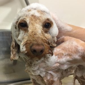 シャンプートイプー