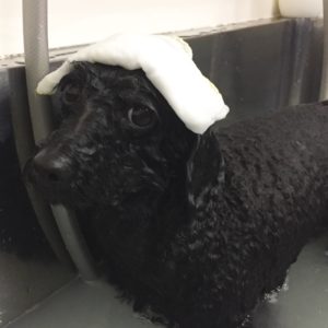 お風呂トイプー