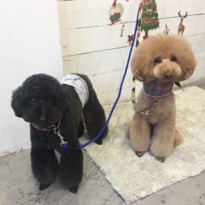 仕上がりトイプー